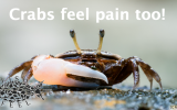 crabs-feel-pain-too