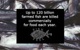 farmed-fish-stat
