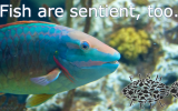fish-are-sentient-too