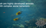 fish-social-behavior