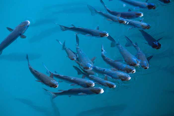 Fish sentience World Animal Protection