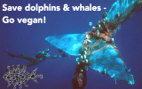 savedolphinsandwhales