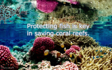 saving-coral-reefs